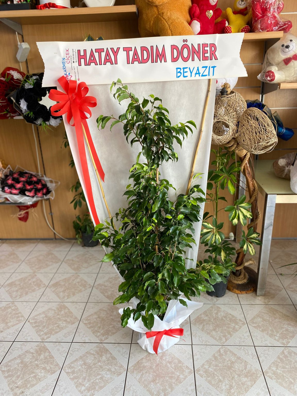 Benjamin Saksı Çiçeği