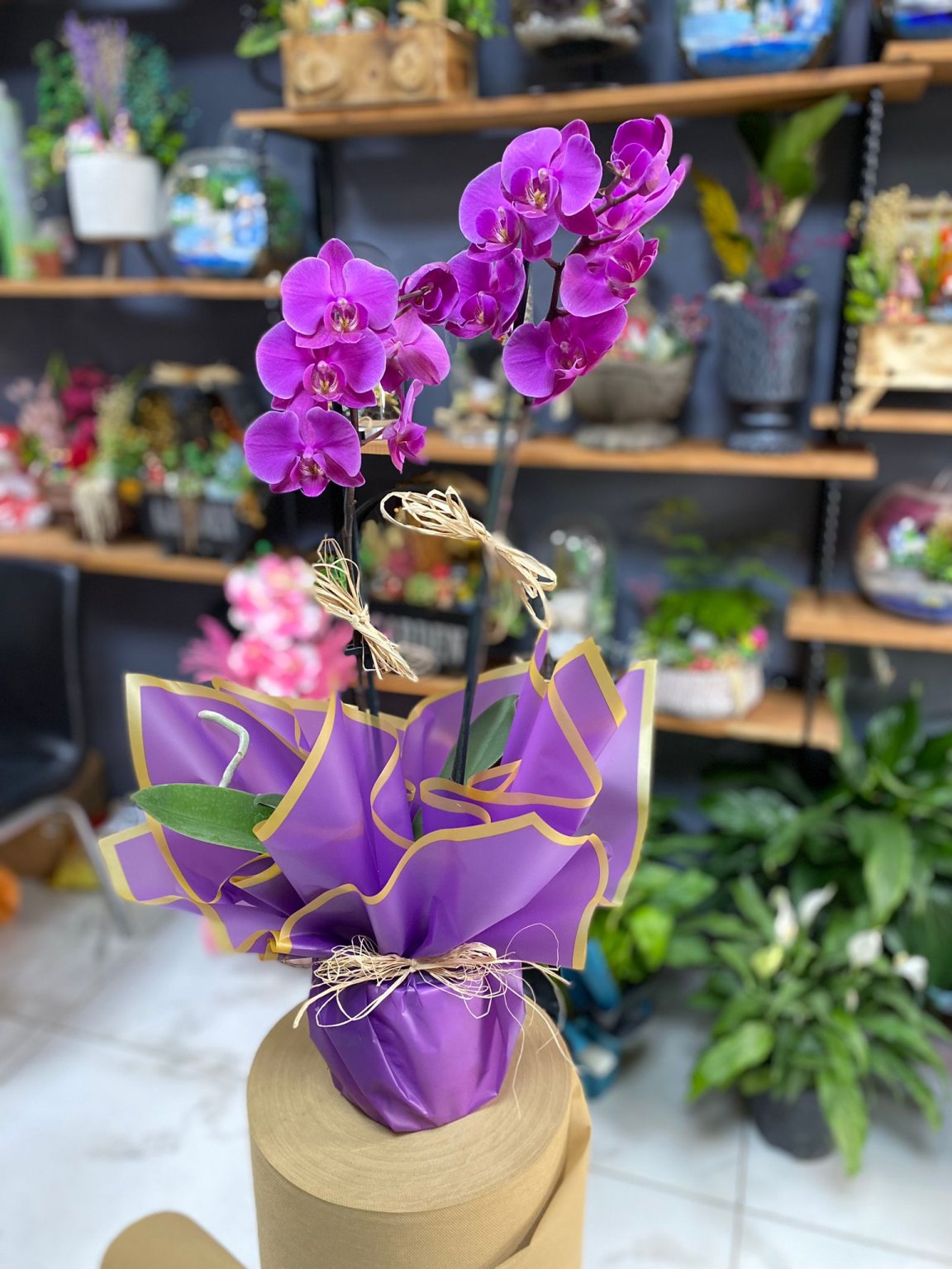 Çift Dallı Mor Orkide